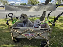 Mighty Carts Safari Beach Cart with Awning — photo by My Boyz