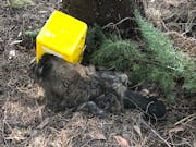 Timms Possum Trap, Effective possum traps
