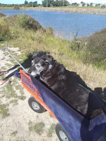 Mighty Carts Steel Utility Cart 360kg — photo by Happy dog Tony