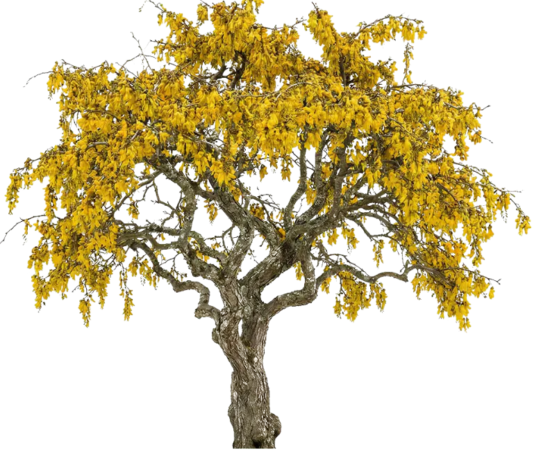 Kōwhai tree
